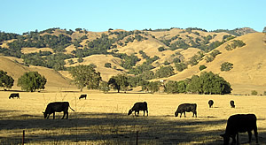 Cows at Cato Corner Farm
