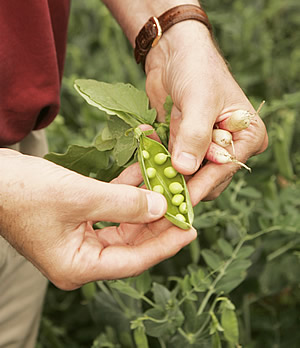 John with peas