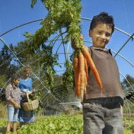 Hispanic boy holding bunch of organic carrots